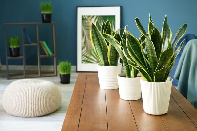 Sansevieria Trifasciata, Snake Plant (Var Laurentii) - Plant Plant