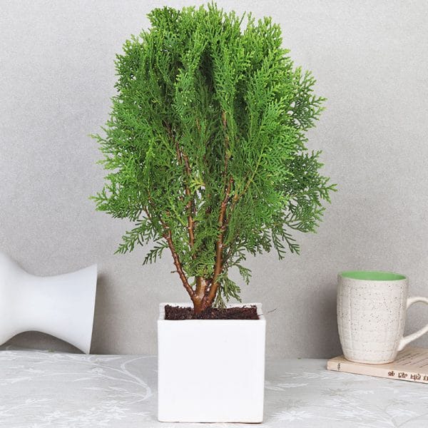 Oriental Arborvitae Plant For Your Home And Garden Area