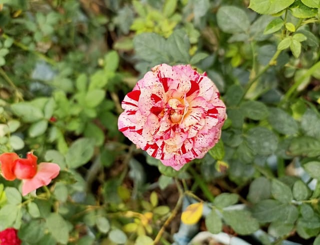 Rose Plant (Hybrid, Pack Of 1)