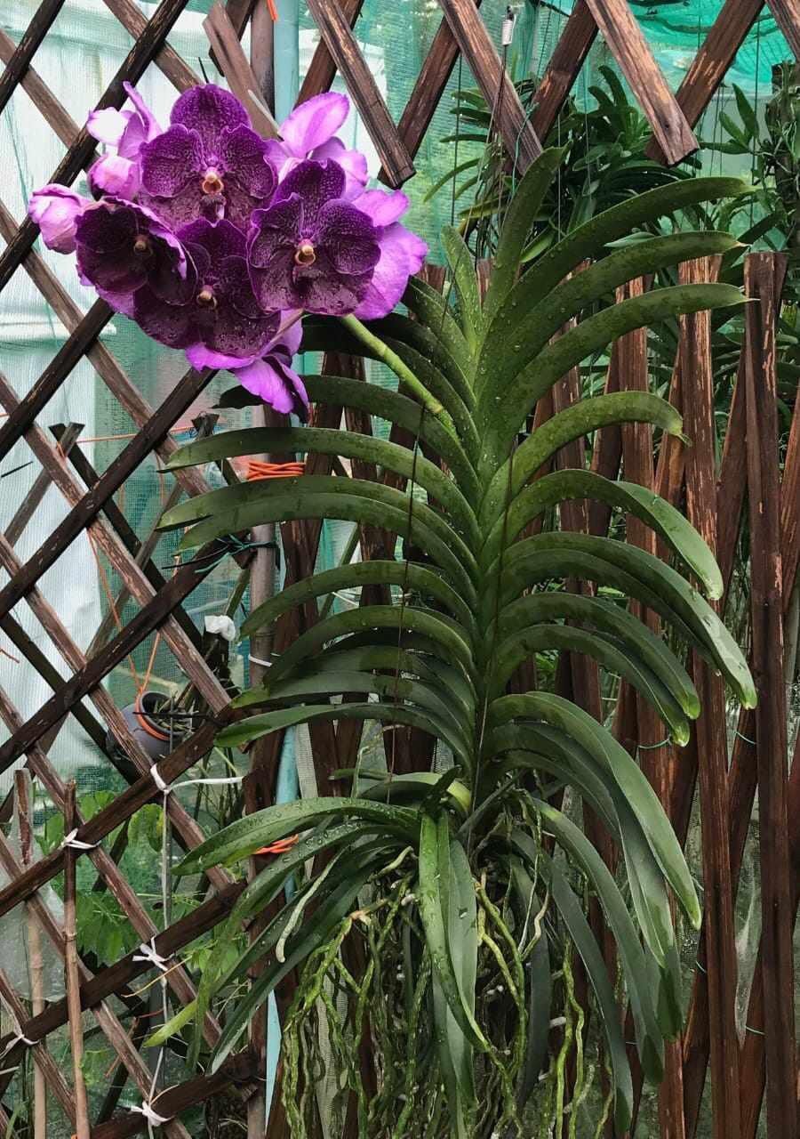 Hybrid Vanda Orchid Plant | For Home Garden