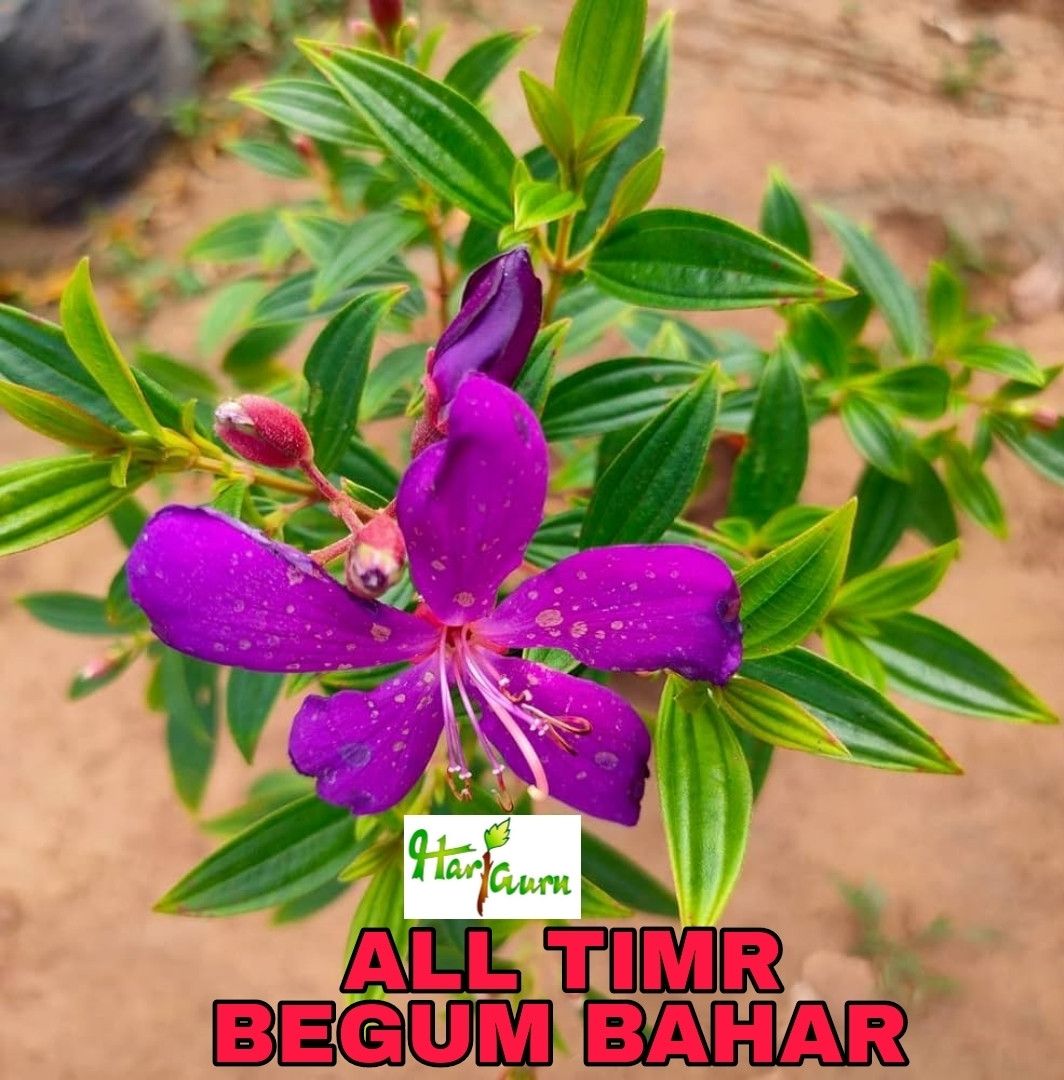 Melastoma Malabathricum Plant (Hybrid, Pack Of 1)