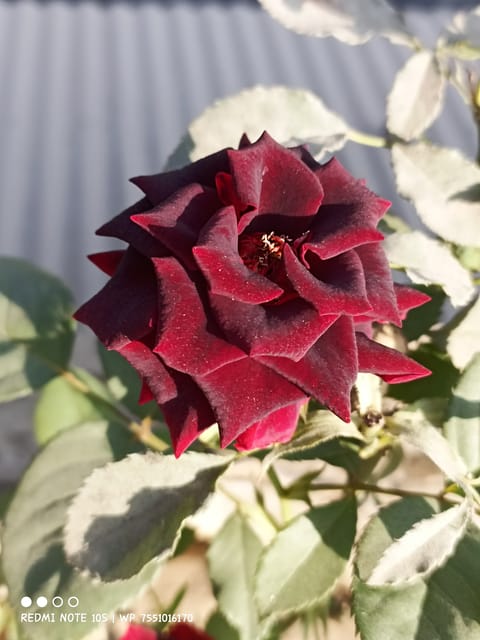 Rose Plant (Hybrid, Pack Of 1)