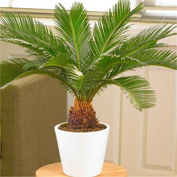 Cycas Plant Hybrid For Your Home And Garden Area