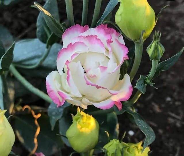 White & Pink Lisianthus Flower Plant