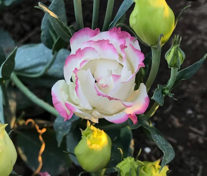 White & Pink Lisianthus Flower Plant