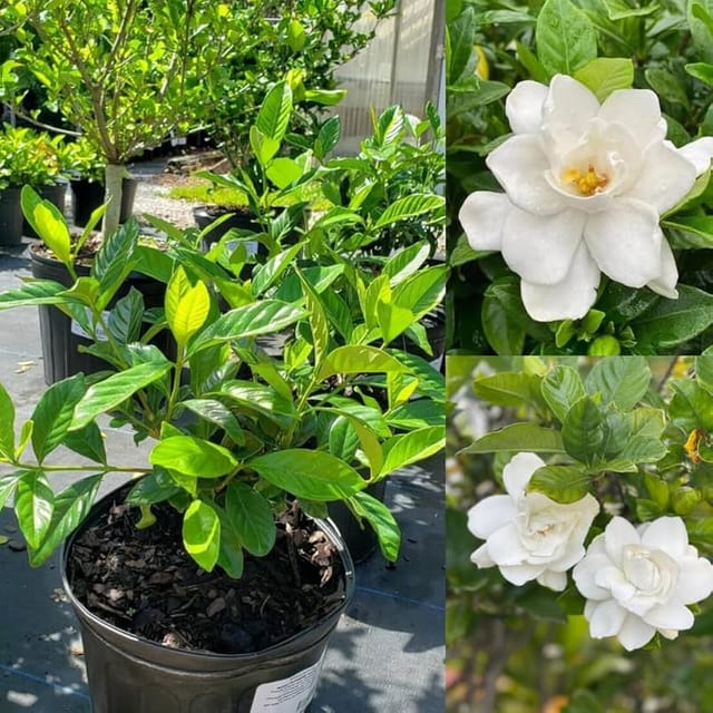 Gandharaj Flower Plant | Fragrant Plant For Home & Garden