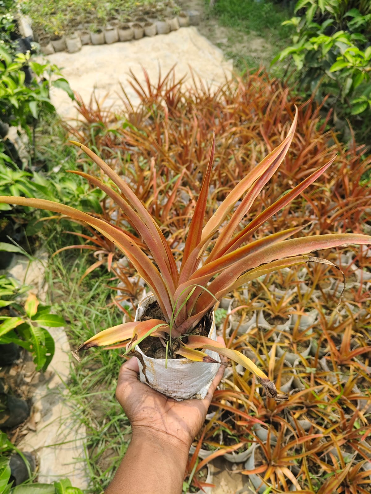 Rare Red Pineapple Fruit Plant Hybrid variety