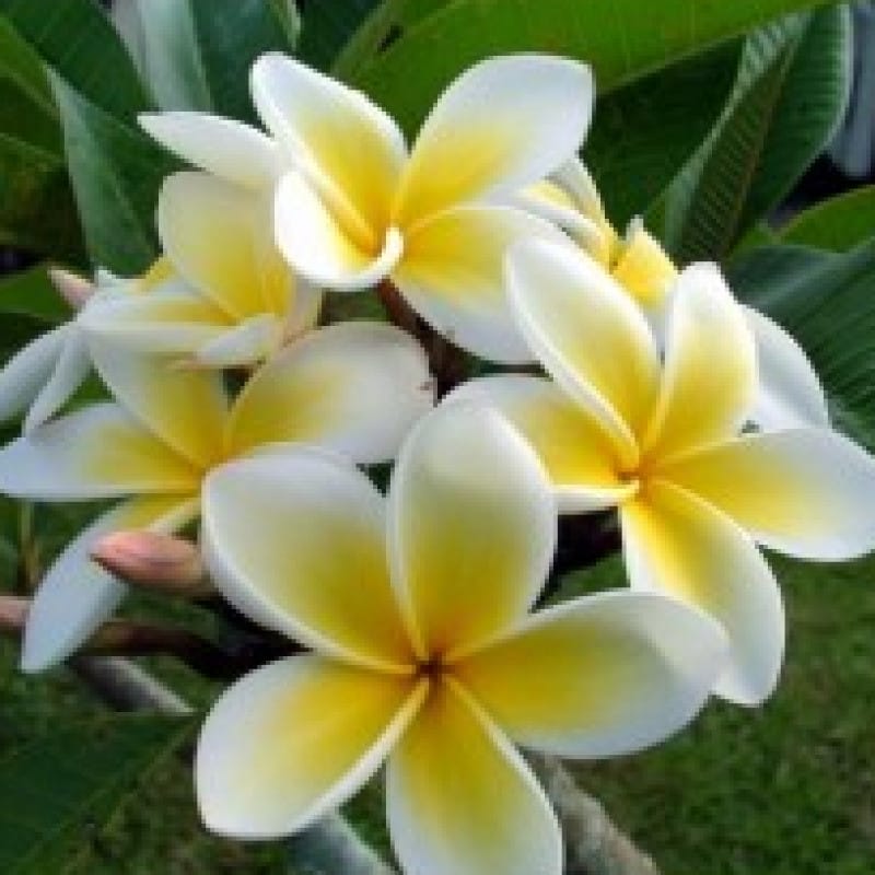 Plumeria Plant (Hybrid, Pack Of 1)