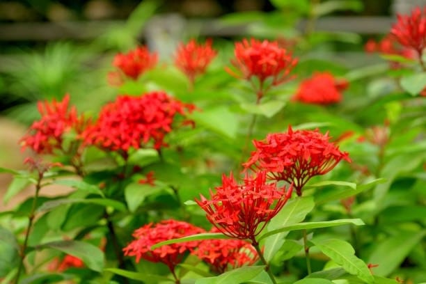Ixora Singaporensis Red Flowering Plant (Hybrid, Pack Of 1)