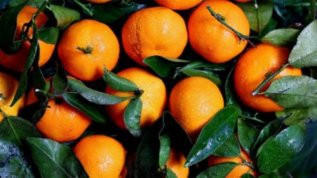 Sylhet Orange Fruit Plant