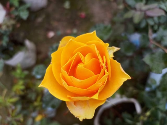 Rose Plant (Hybrid, Pack Of 1)