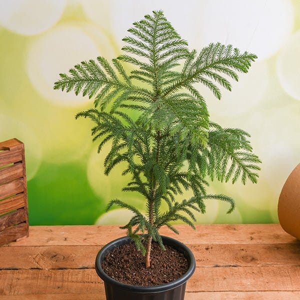 Christmas Tree Plant (Hybrid, Pack Of 1)