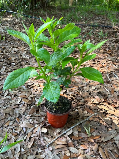 Longevity Spinach - Insulin/ Diabetes Plant
