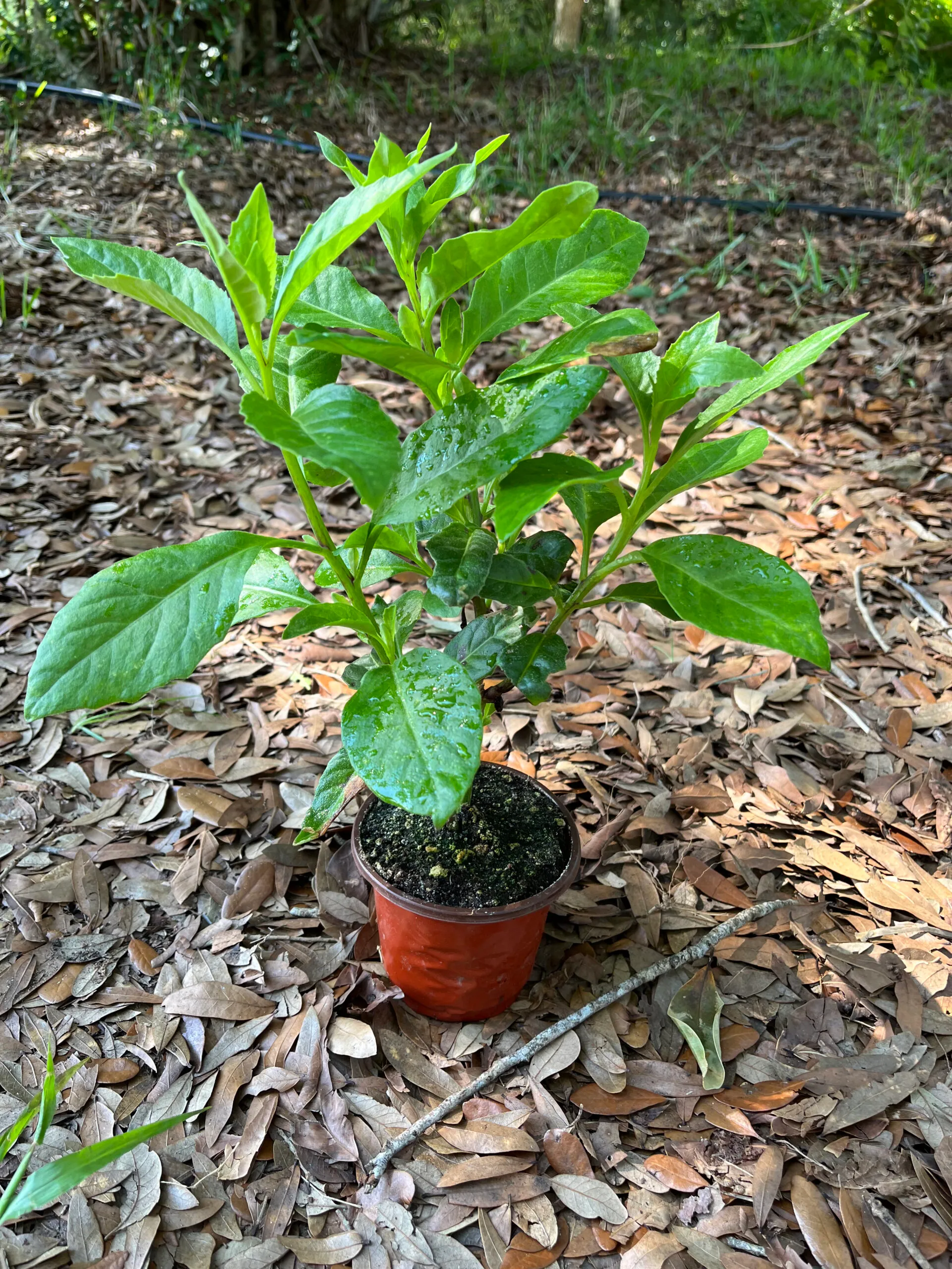 Longevity Spinach - Insulin/ Diabetes Plant