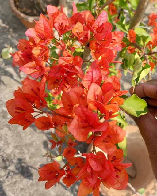 Zakirana Bougainvillea Fower Plant