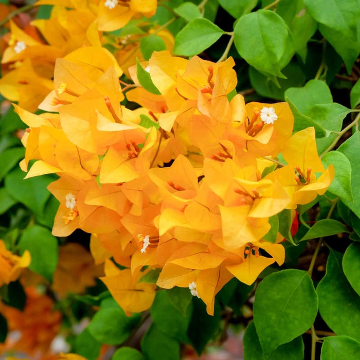 Chilli Yellow Bougainvillea Fower Plant