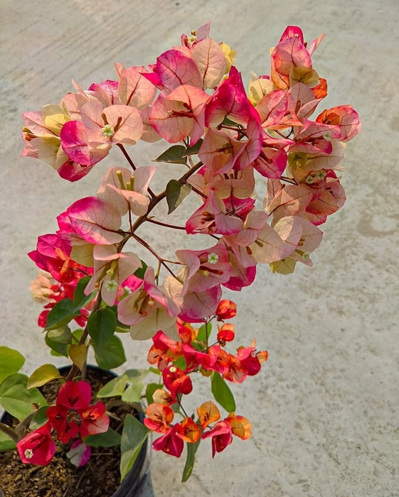 Thai Chitra Bougainvillea Fower Plant