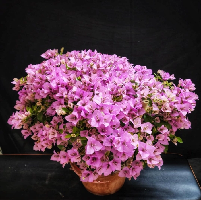 H B Singh Bougainvillea Fower Plant