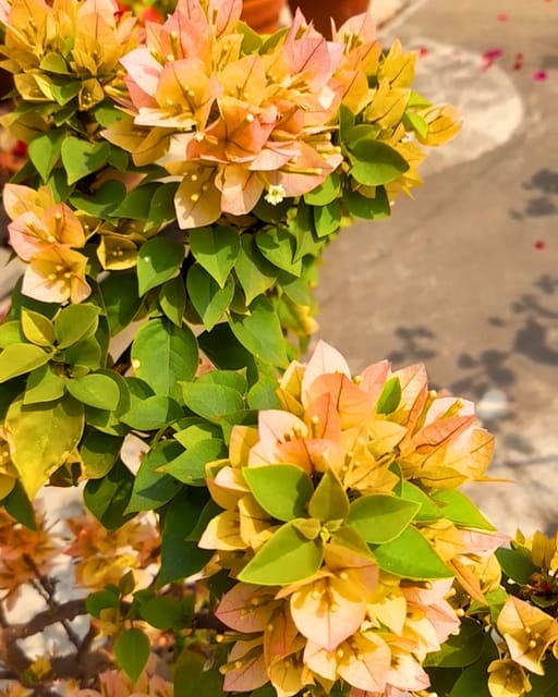 21 Jewels Yellow Bougainvillea Fower Plant
