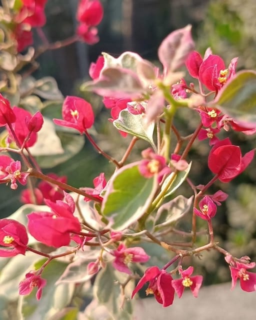 Thai DR Rao Bougainvillea Fower Plant