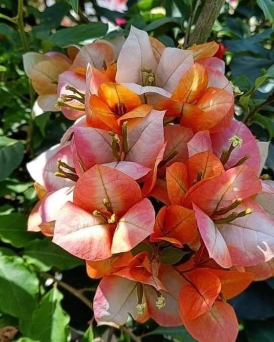Golden Sunshine Bougainvillea Fower Plant