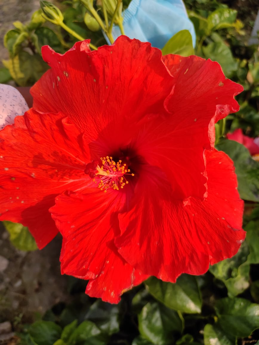 Deep Red Hibiscus Plant | For Home Garden