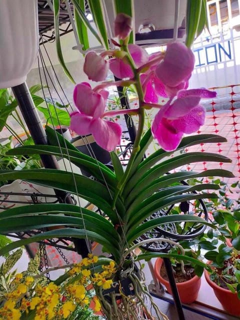 Orchid Plant (Hybrid, Pack Of 1)