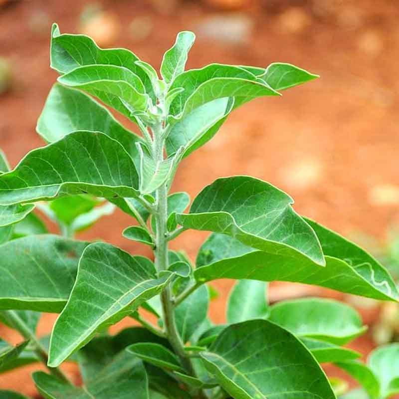 Ashwagandha Plant For Your Home And Garden Area