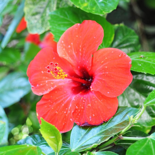 Hibiscus Plant (Hybrid, Pack Of 1)