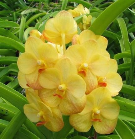 Orchid Plant (Hybrid, Pack Of 1)