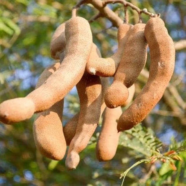 Green Sweet Tamarind Plant | All Time Dwarf and Hybrid