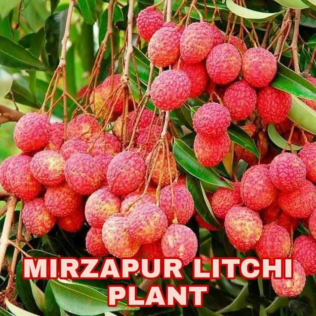 Hybrid Litchi Plant (Mirzapur Variety) | For Home Garden