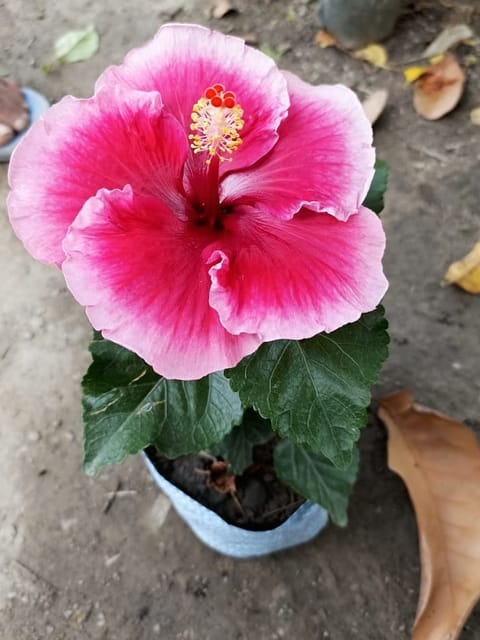 Hibiscus Plant (Hybrid, Pack Of 1)