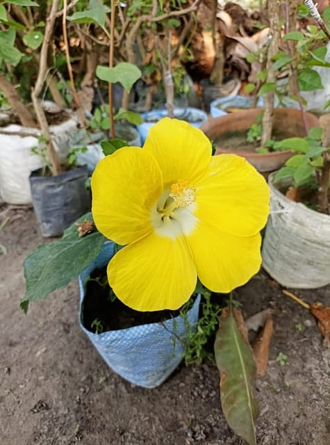 Hibiscus Plant (Hybrid, Pack Of 1)