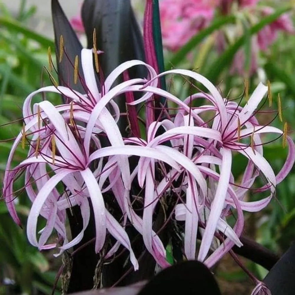 Black Spider Lily - Crinum Lily