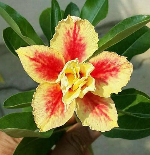 Grafted Adenium Plant | For Home Garden