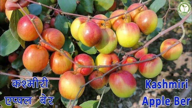 Kashmiri Ber Apple Plant All Time Fruit(Grafted)