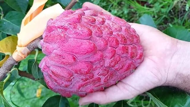 Custard Apple Plant (Hybrid, Pack Of 1)