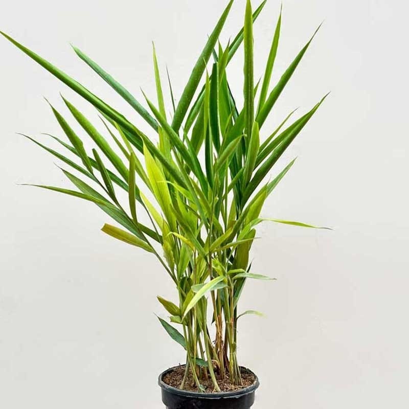 Elaichi/ Cardamom Plant (Hybrid, Pack Of 1)