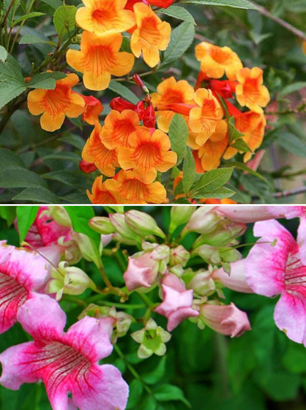 Tecoma Plant (Hybrid, Pack Of 2)