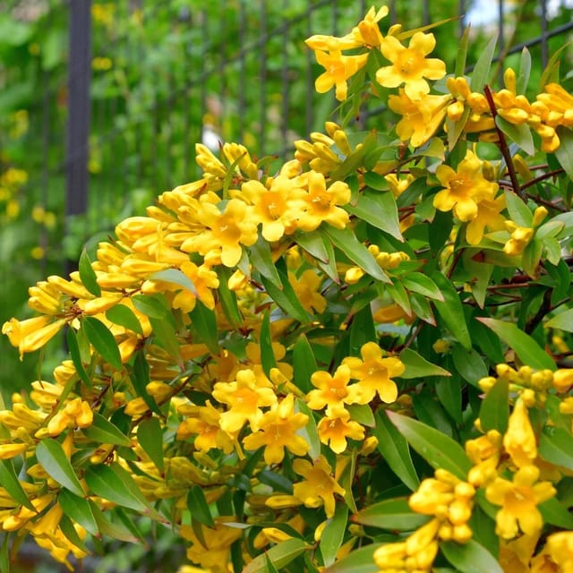 Yellow Jessamine Flower Plant Hybrid variety