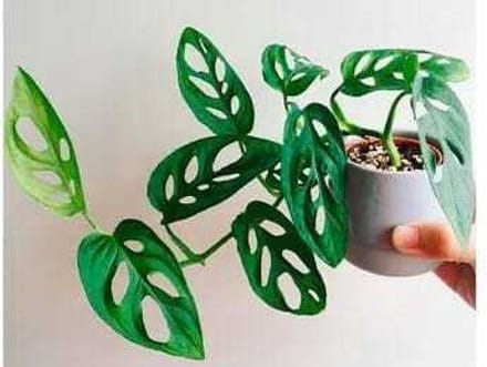 Broken Heart Plant (Hybrid, Pack Of 1)