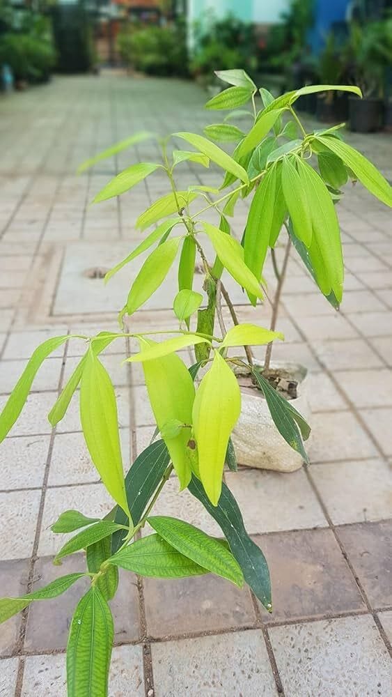 Hybrid Bay Leaf Plant | For Home Garden