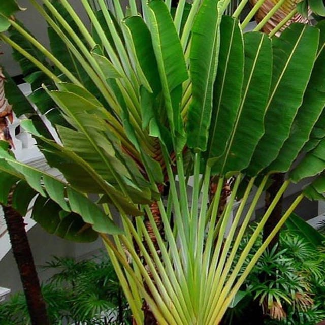 Travellers Palm Plant | For Home Garden