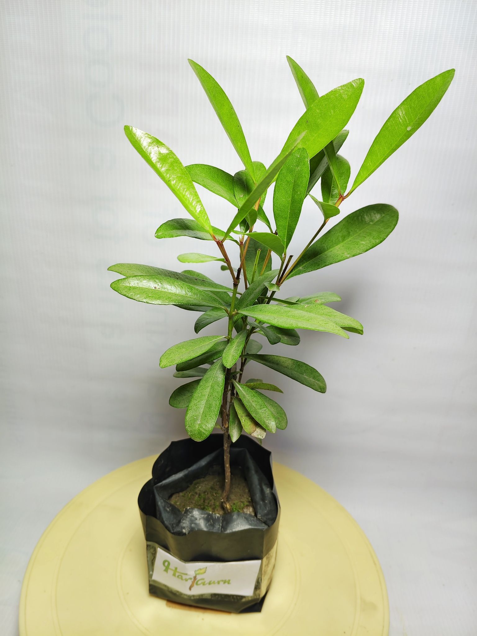 All Spice Plant (Hybrid, Pack Of 1)