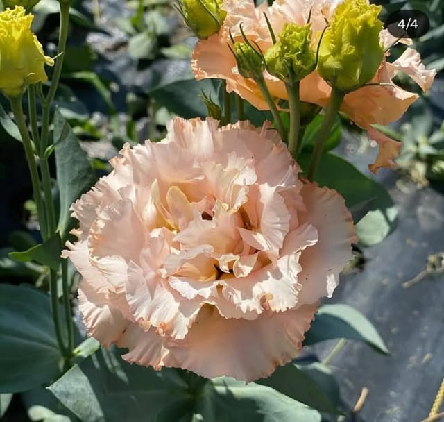 Peach Lisianthus Flower Plant Peach Lisianthus Flower Plant