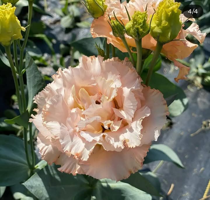 Peach Lisianthus Flower Plant