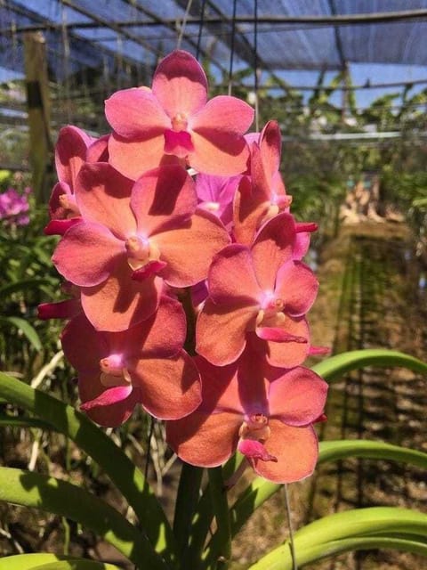 Hybrid Orchid Plant | For Home Garden