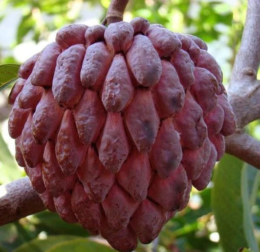 Hybrid Custard Apple Plant | For Home Garden