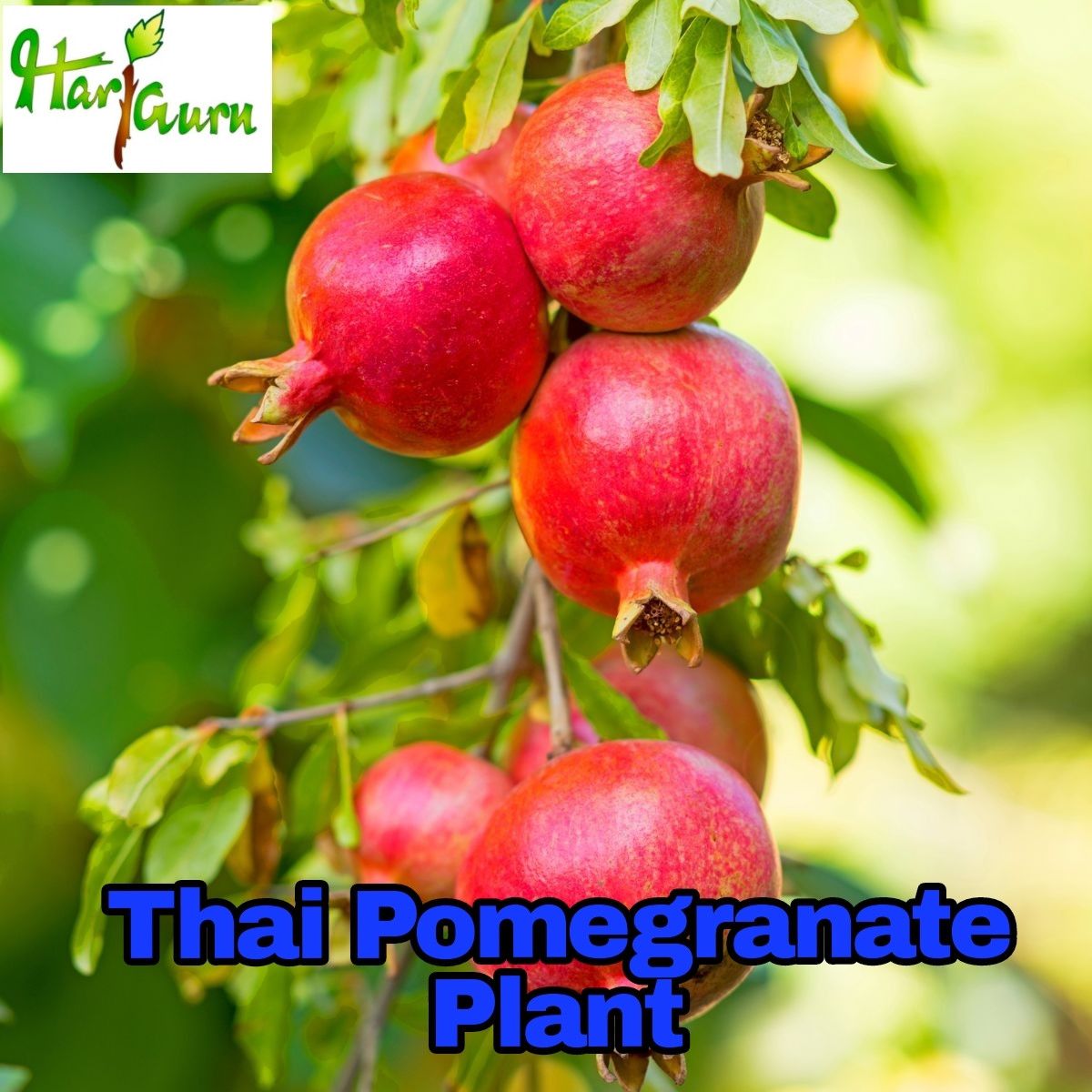 Pomegranate Plant (Hybrid, Pack Of 1)